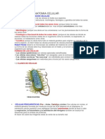 Estructura Anatomia Celular