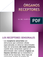 Organos Receptores