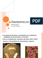 Haemophilus PW