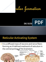 Reticular Formation