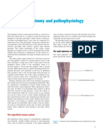 Anatomia Venelor