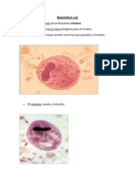 Balantidium Coli LABORATORIO