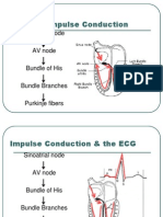 Normal Impulse Conduction: Sinoatrial Node