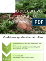 Manejo Del Cultivo de Remolacha