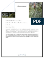 Pinus Oaxacana PDF