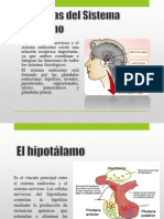 Glándulas Del Sistema Endocrino