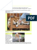 The Shiba Inu Breed