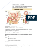 Sistema Genital Masculino PDF