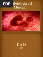 Embriologia Del Musculo