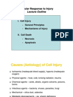 Cell Injury and Cell Death