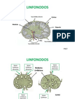 Sistema Linfático