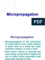 Micro Propagation