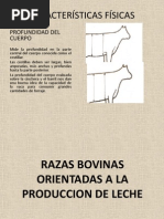 Razas Bovinas Orientadas A La Produccion de Leche