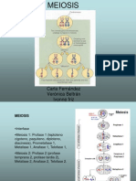 Diapositiva de Meiosis