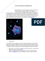 Etapas Del Desarrollo Embrionario