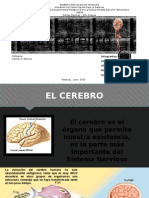 El Cerebro