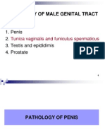 Penis