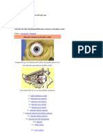 Músclos Musculos Extrinsecos Del Ojos Son