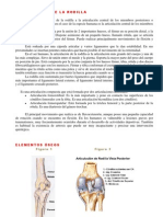 Rodilla - Trabajo Practico