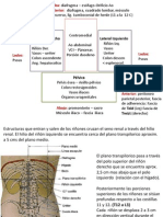 Riñon - Plexo PDF