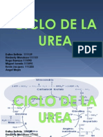 Ciclo de La Urea