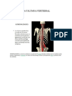 La Columna Vertebral PDF