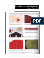 Microbiology Colour Plate No.8