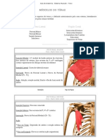 Aula de Anatomia - Sistema Muscular - Tórax