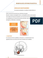Musculos Masticatorios
