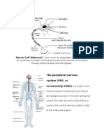 Nerve Cell (Neuron) - : Encarnacion, Marian S. PSC11