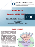 Ciclo Celular