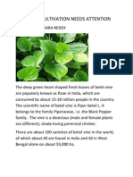 Betel Vine Cultivation Needs Attention