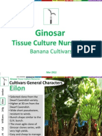 Ginosar: Tissue Culture Nurseries