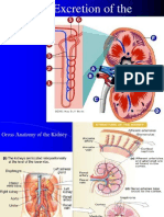 Renal Physiology