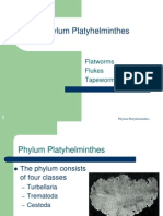 Phylum Platyhelminthes