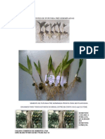 Sementes de Pupunha Pre Germinadas