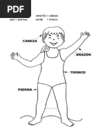 Cabeza Tronco y Extremidades