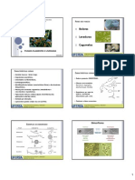 Fungos Filamentosos e Leveduras - Slides