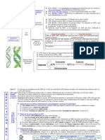 Genetica Molecular Esquema