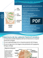 Anatomía y Fisiología Del Gusto