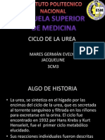 Ciclo de La Urea