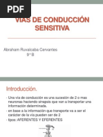 Via de Conducción Sensitiva