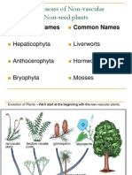 3 Divisions of Non-Vascular Non-Seed Plants: Scientific Names Common Names