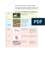 Niveles de Organización Estructural Del Cuerpo Humano