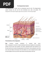 The Integumentary System