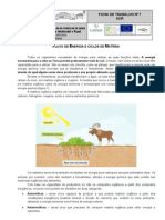 Fluxo de Energia e Ciclos de Matéria