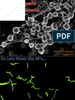 Methanogenic ArchaebacteriA