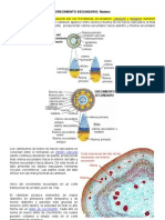 Crecimiento Secundario Madera