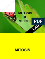 Mitosis and Meiosis