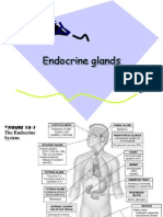 Endocrine Glands